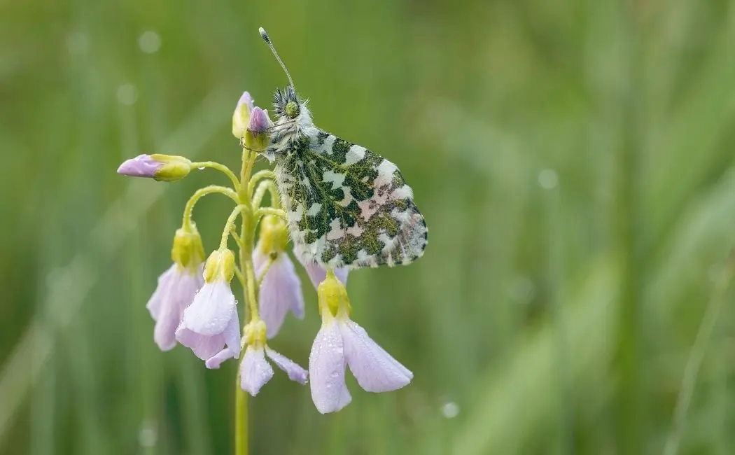 Hosta – czym jest ta wyjątkowa roślina?