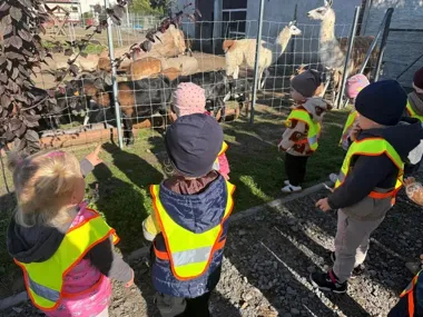 Ze żłobka do alpak. Maluchy z Kędzierzyna-Koźla odwiedziły Mini Zoo